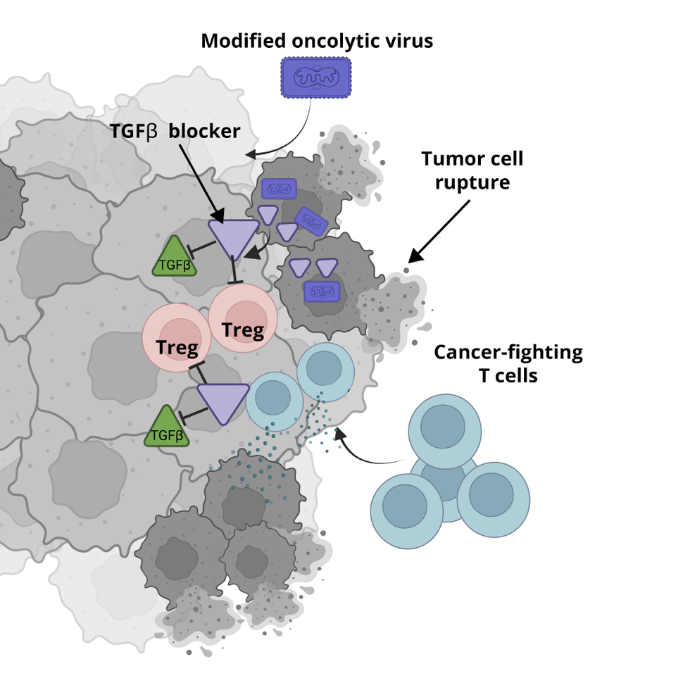 Illustration depicting the interaction between a modified oncolytic virus, tumor cells, and cancer-fighting T cells. The virus causes tumor cell rupture and releases TGFβ blockers, which inhibit Treg cells, thereby enhancing the efficacy of T cells in fighting cancer.
